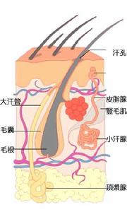 腋下