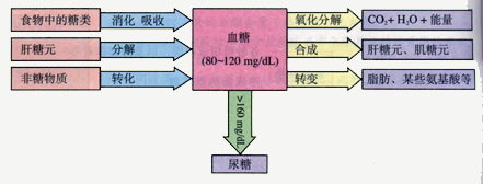 運動與糖代謝