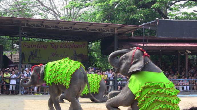 大象樂園