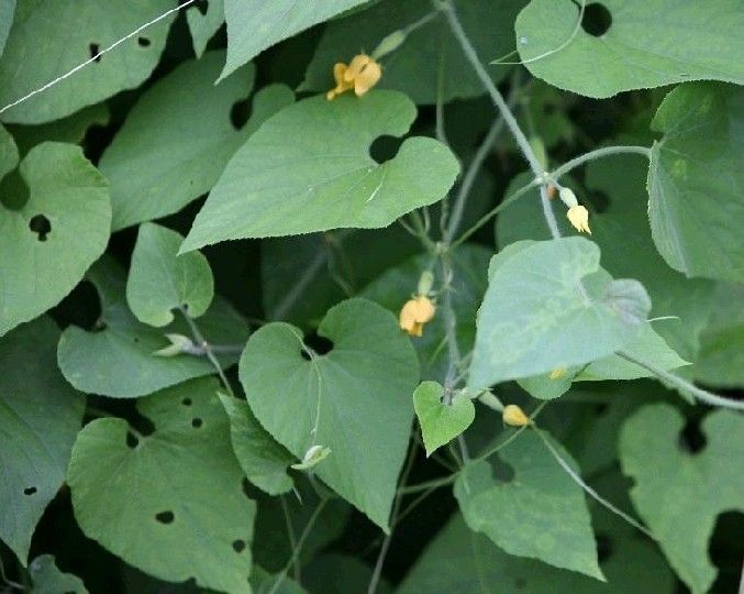 黑子赤瓟(黑子赤瓟（變種）)