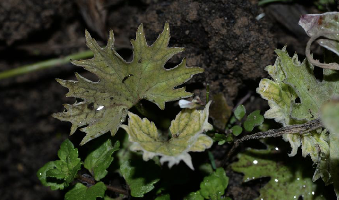 掌葉蜂斗菜