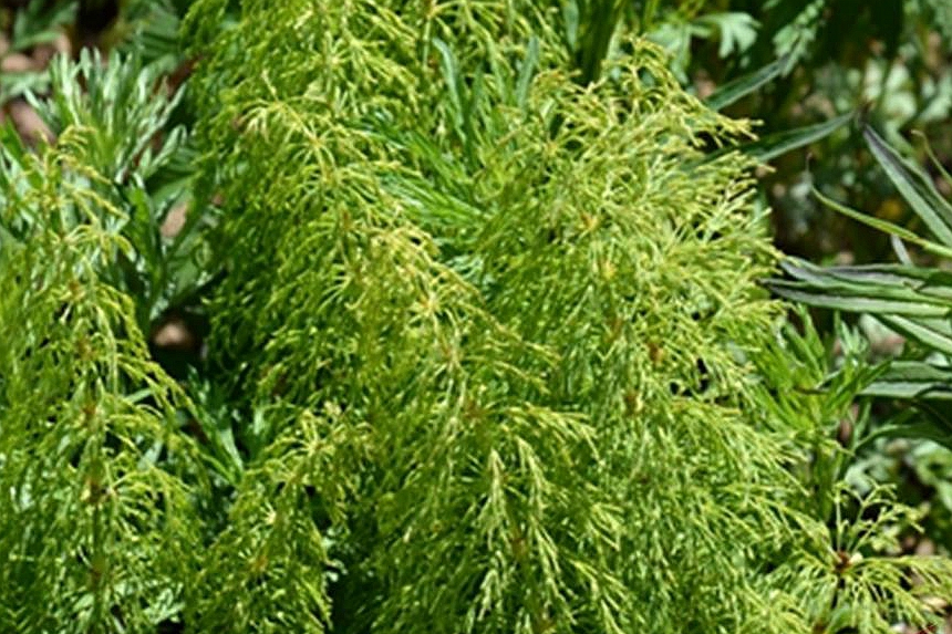 林問荊(木賊科木賊屬植物)