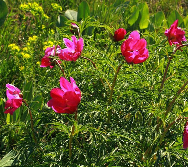 新疆芍藥(芍藥屬植物)