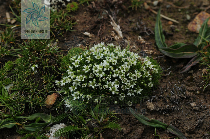 瘦葉雪靈芝