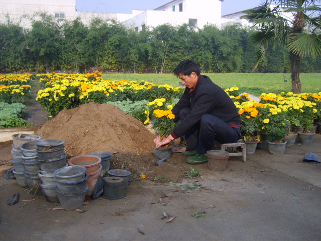 花卉種植