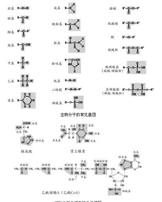 生物分子基團