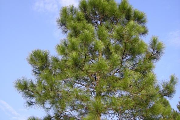 馬尾松無性系山羊6區503號