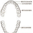 理想正常頜