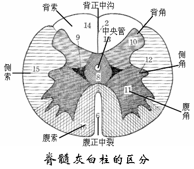 脊髓動物