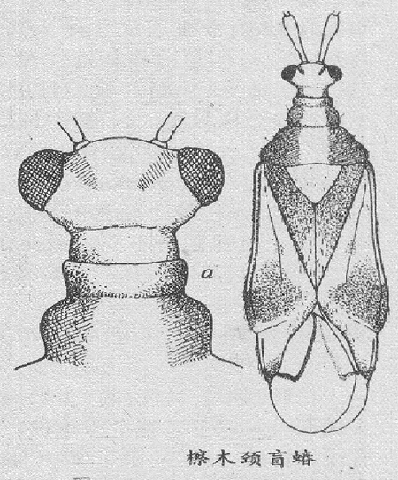 檫木頸盲蝽
