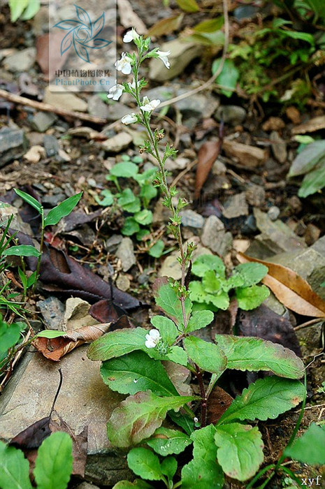 毛果通泉草