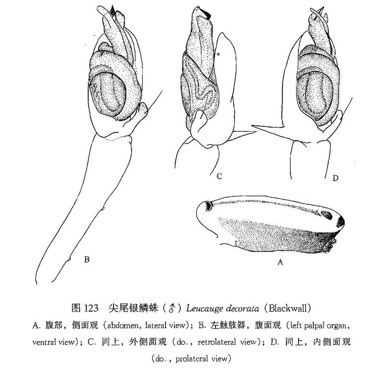 圖2.艷銀鱗蛛雄蛛