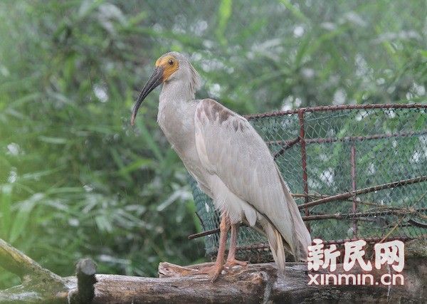 首羽親鳥孵化朱䴉