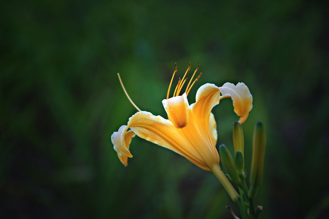 鹽池黃花菜