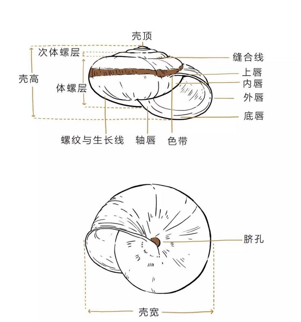 偽黑帶華蝸牛