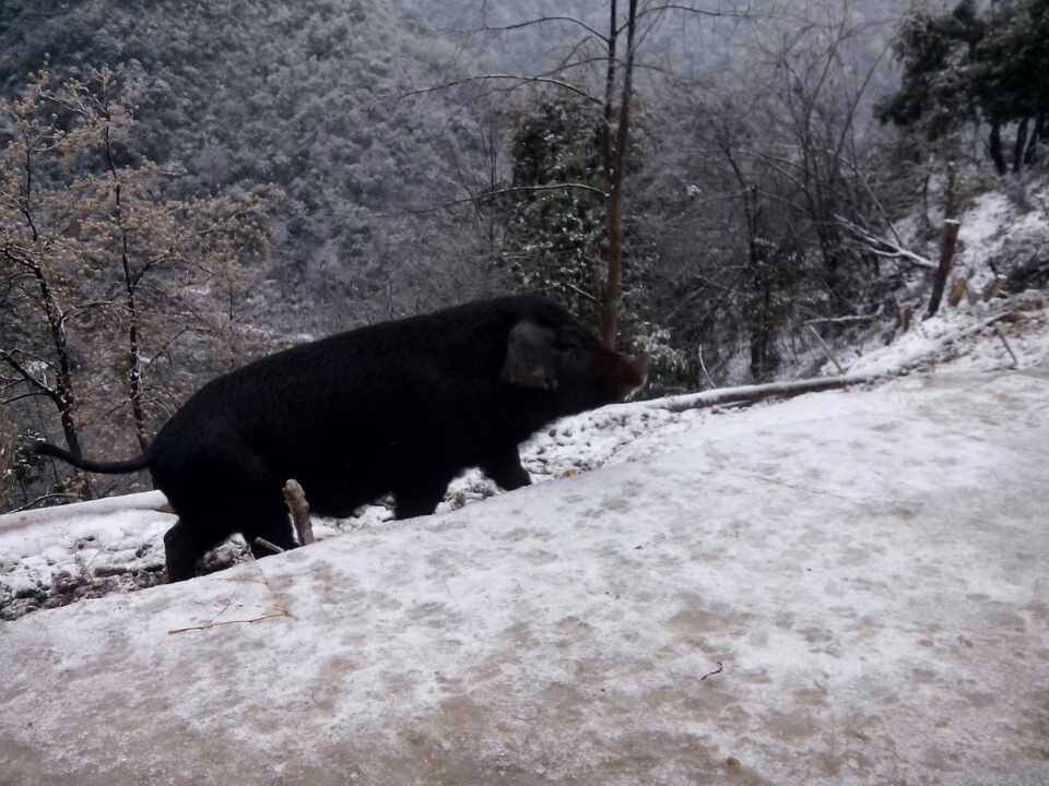 雪中覓食