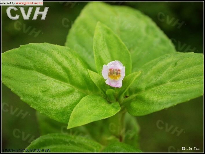 水八角(花雞公)