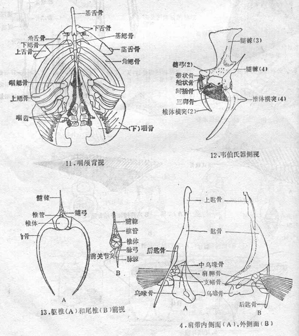 基鰓骨