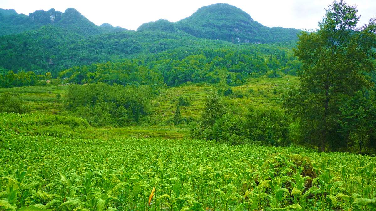 涼山清甜香烤菸