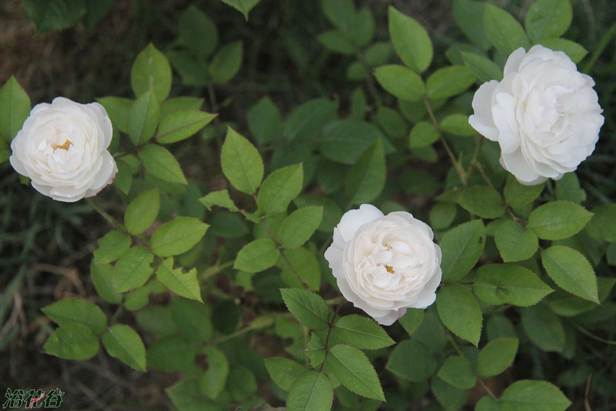 溫徹斯特大教堂(薔薇屬月季栽培品種)