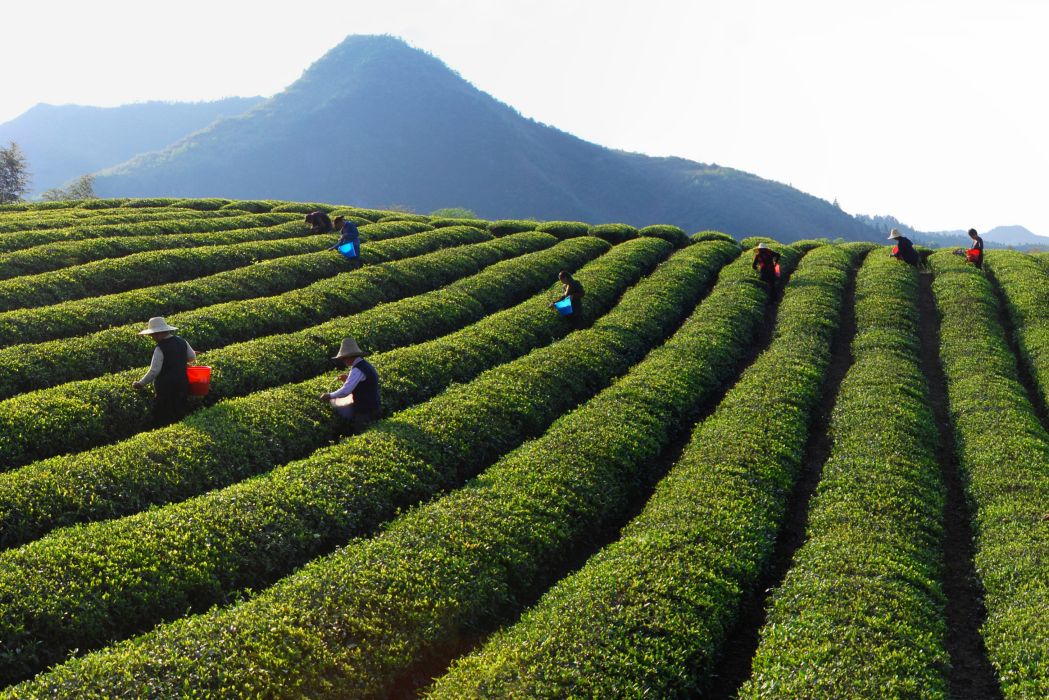 修水縣寧紅茶文化園