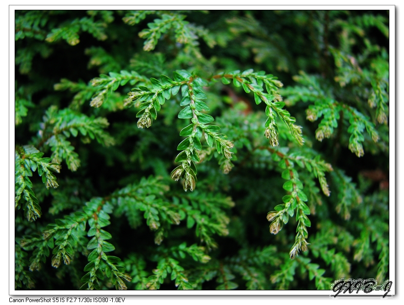 疏鬆卷柏(植物)