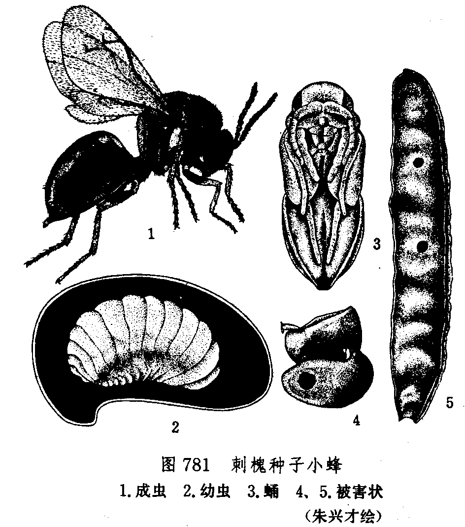 刺槐種子小蜂