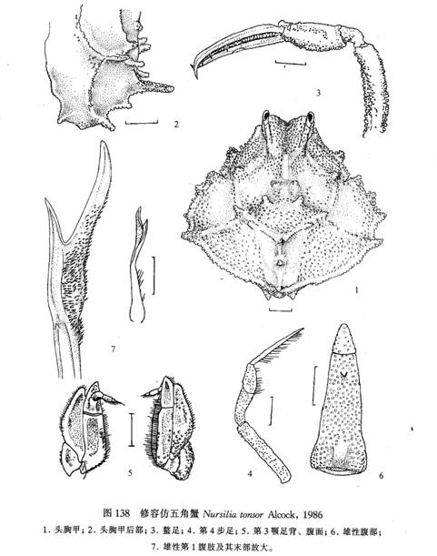 修容仿五角蟹