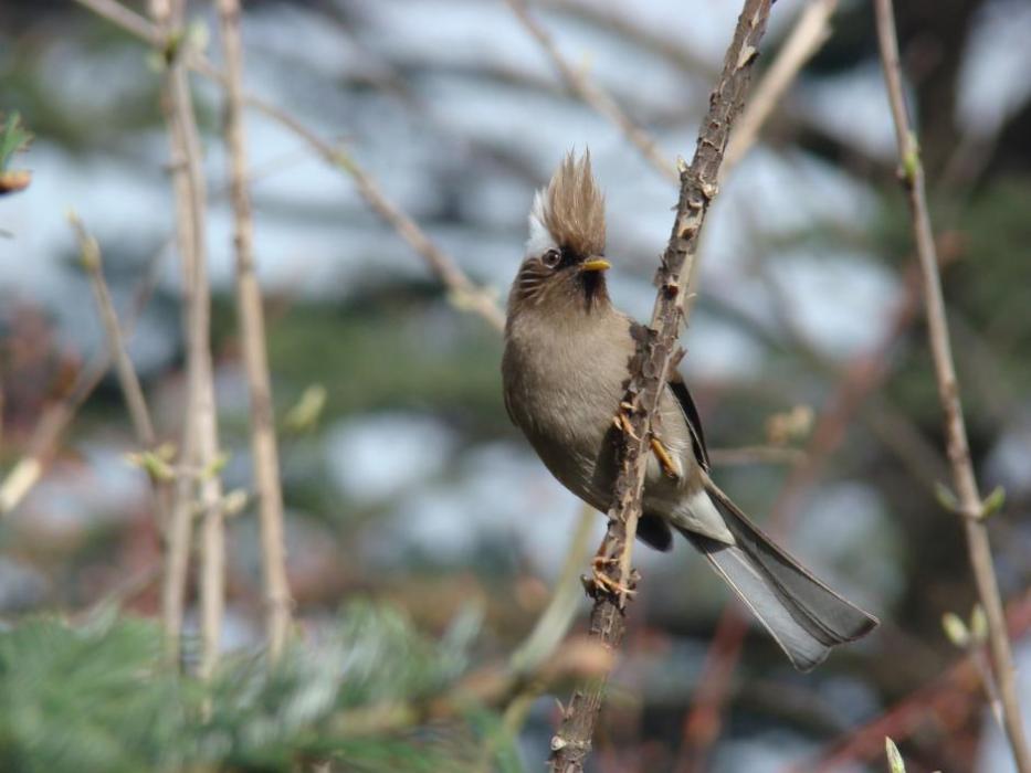 白領鳳鶥指名亞種