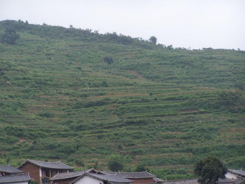 青草灣村山地