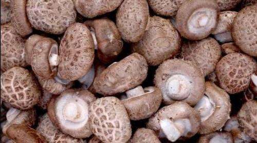 靈寶香菇—鮮菇