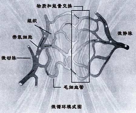 微循環模式圖