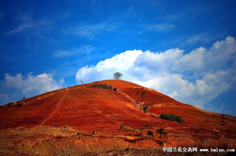 低丘紅土