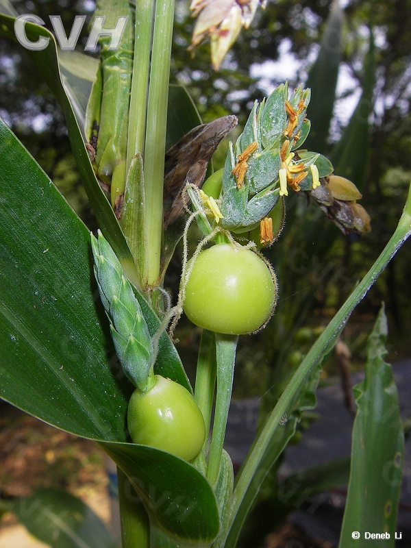 薏苡(禾本目禾本科植物)