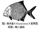 側鱗魚