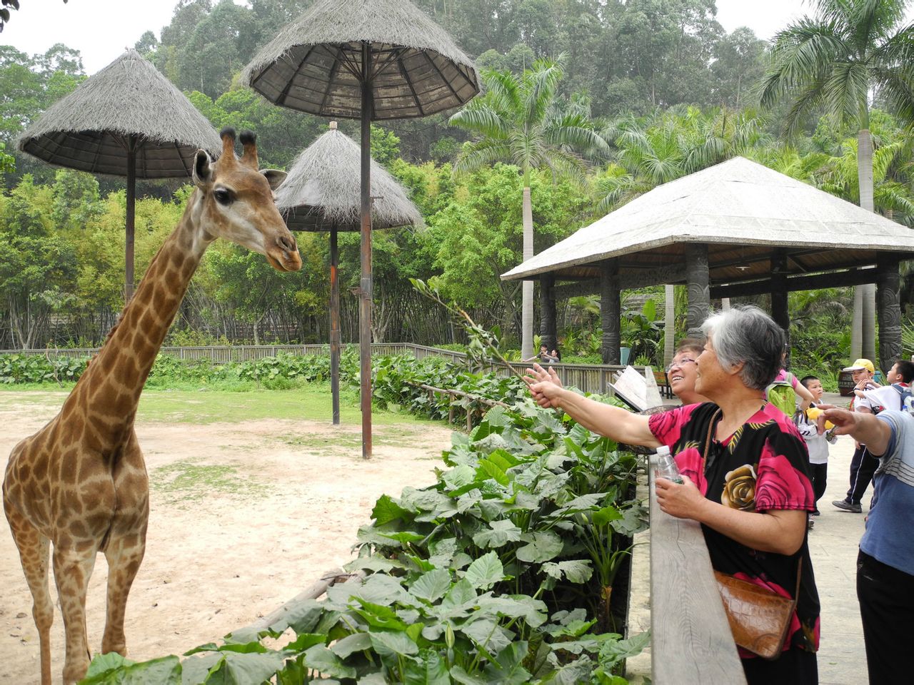 遊客餵養長頸鹿