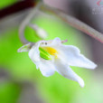 高山鳳仙花