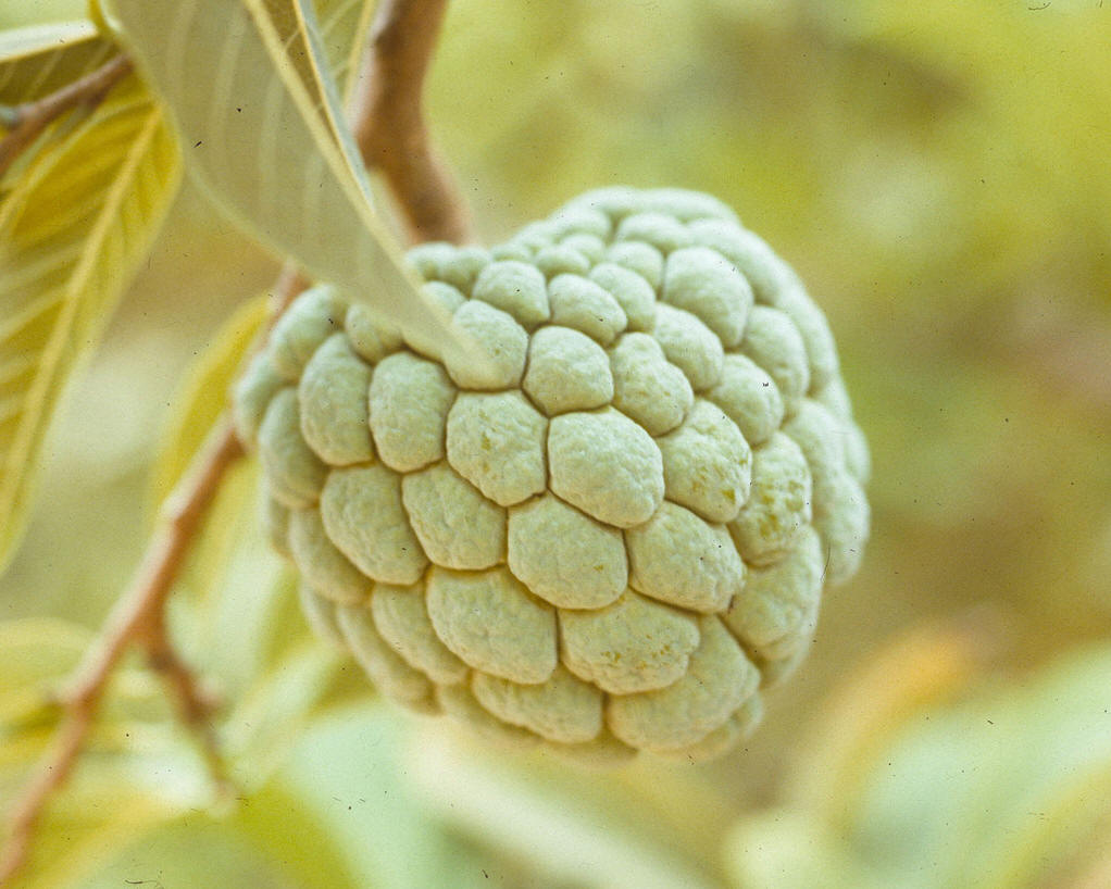 木蘭目植物