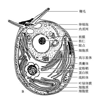 斑紋鏈膝藻