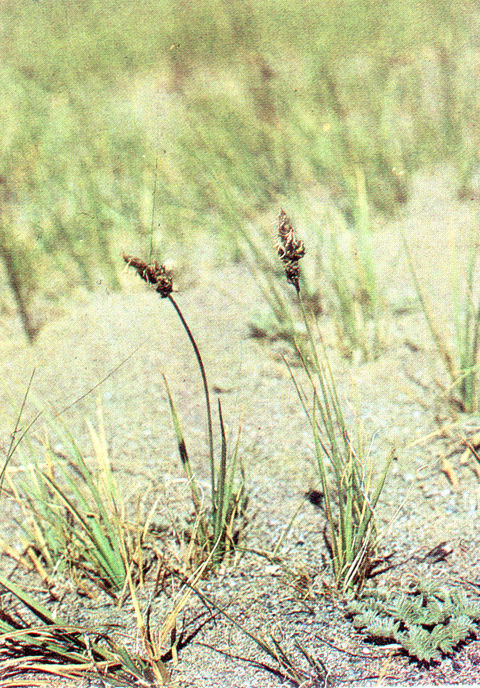 青藏苔草