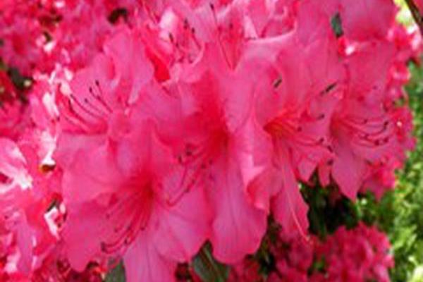 Rhododendron \x27Girard\x27s Rose\x27