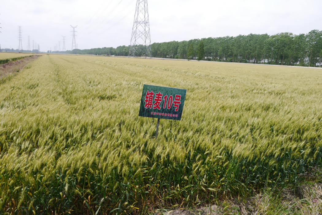 鎮麥10號