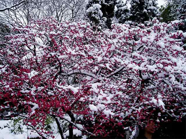 蓮花莊