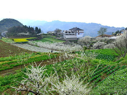 陽天坪村