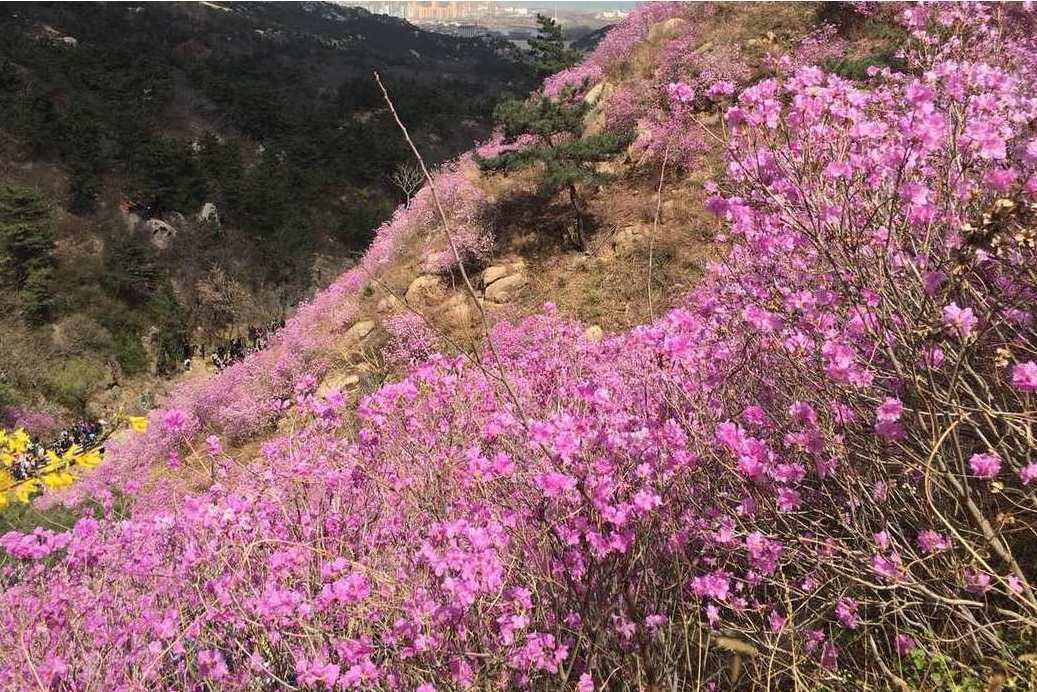 迎紅杜鵑黃島大珠山群體44家系