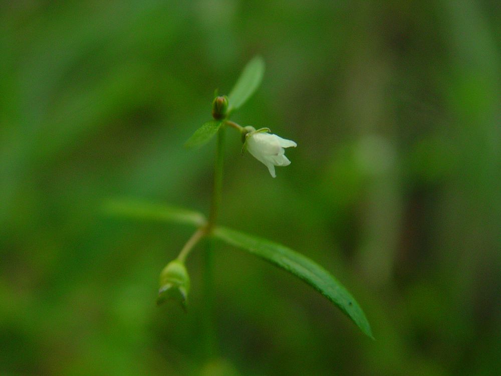 白花蛇草