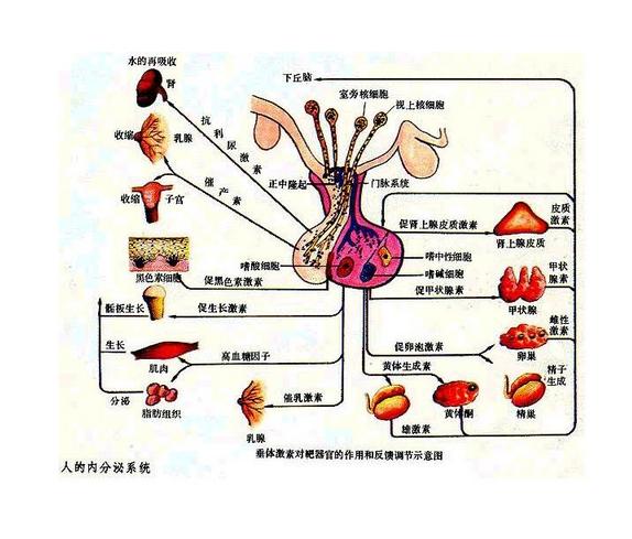 垂體激素