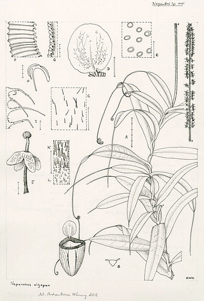 阿札潘山豬籠草