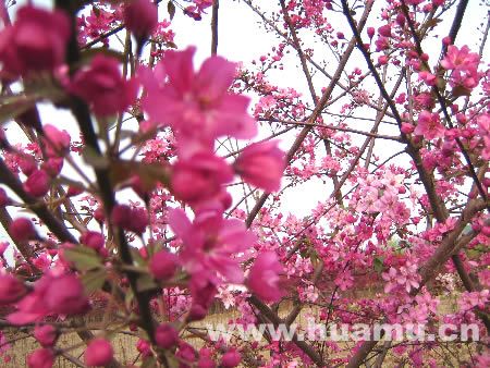 紫花海棠(‘紫花’海棠)