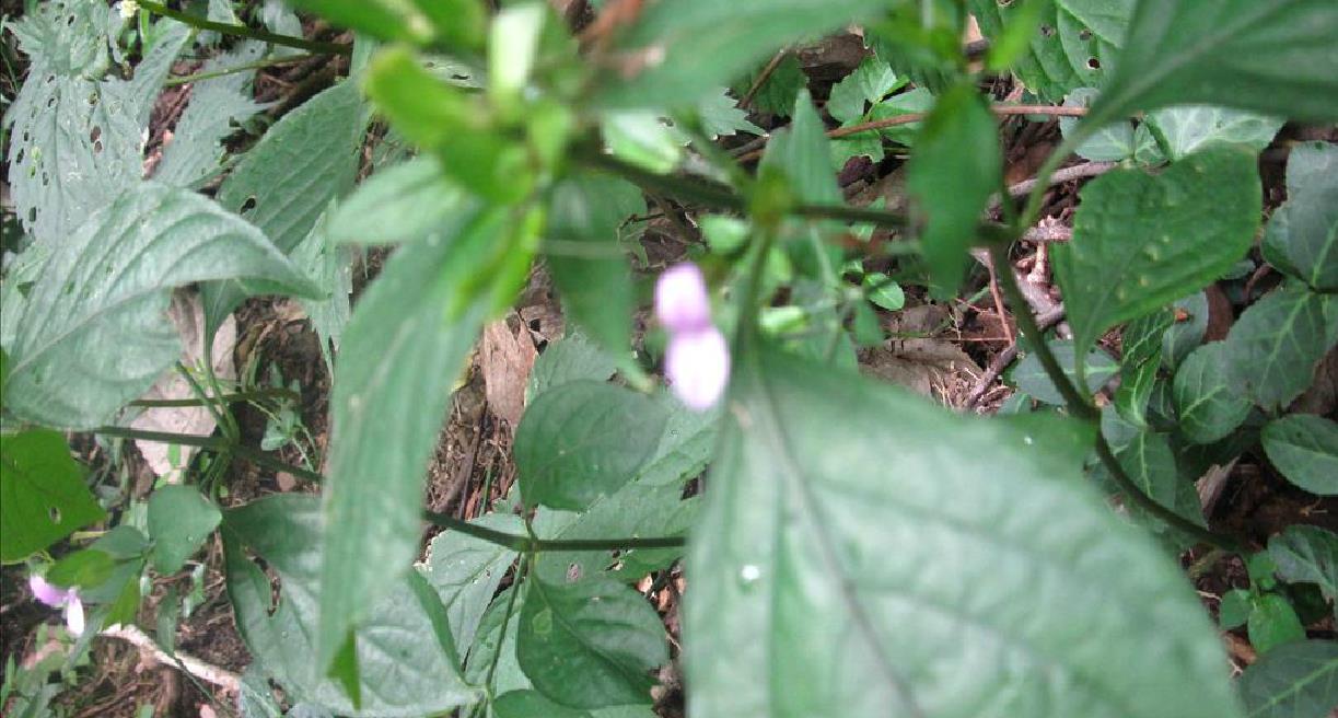 不育紅(滇香菜菜)